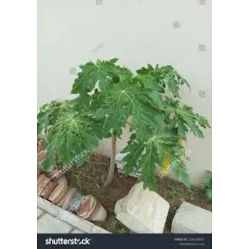 Delicious Papaya Plant